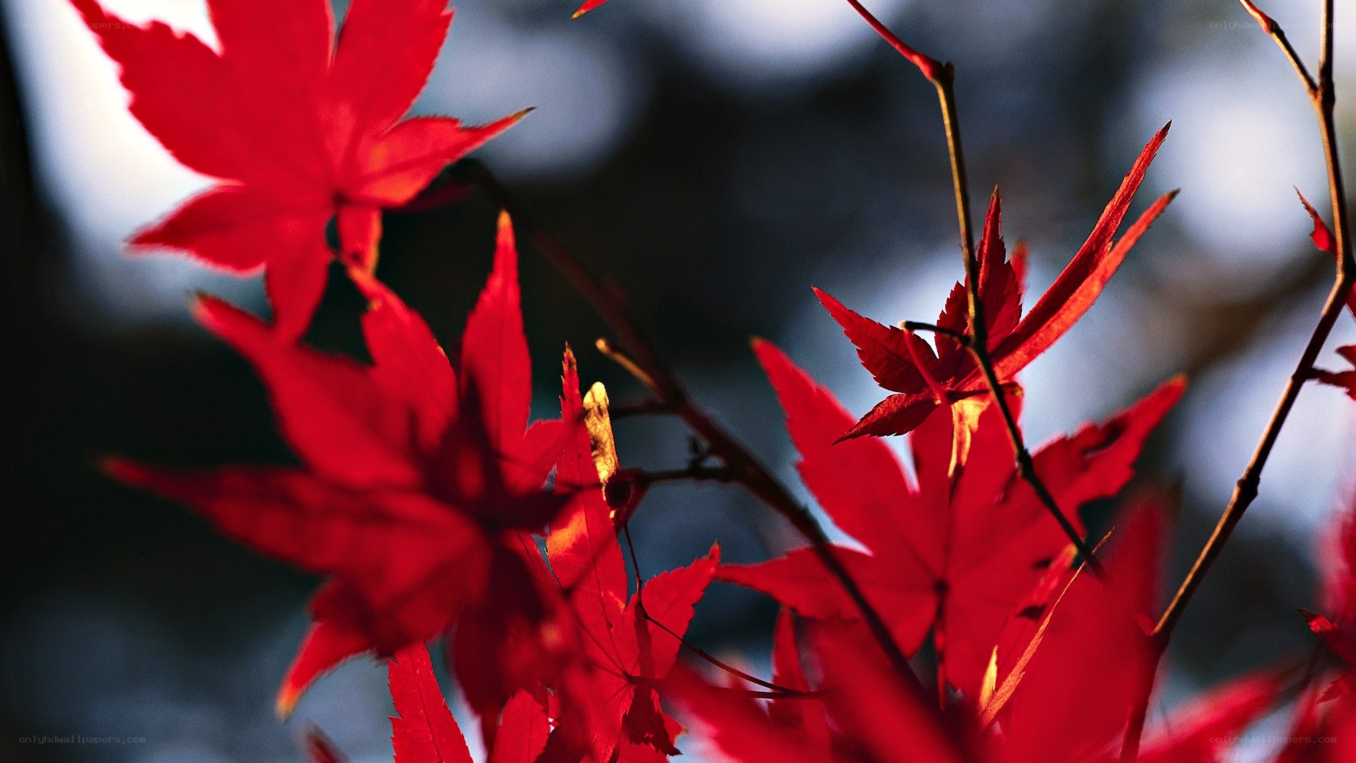 Red maple leaves in sunlight