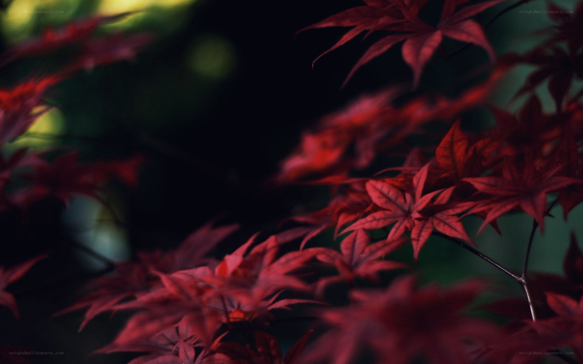 Red maple leaves in the forest