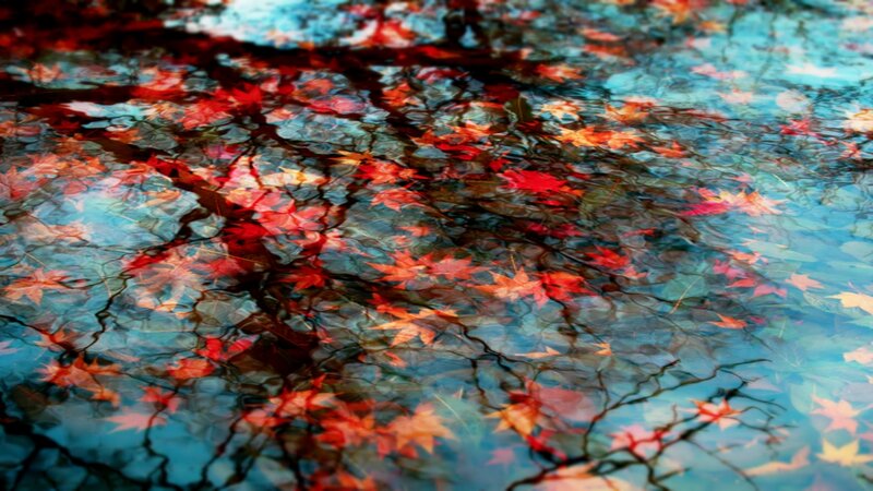 Red Maple Leaves in Water