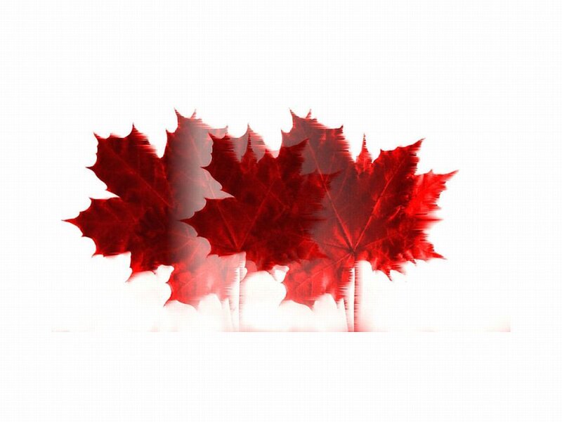 Red Maple Leaves — Minimalist