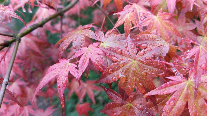 Red Maple Leaves — Moist