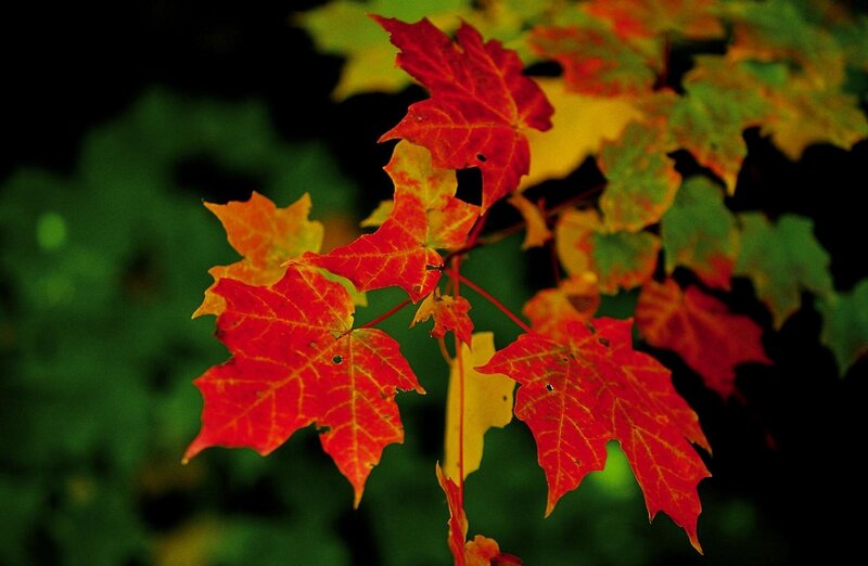 Red Maple Leaves — Natural, Autumn, Photograph, Branches