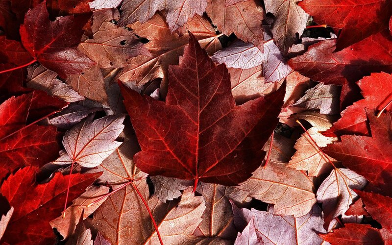 Red Maple Leaves — Natural, Autumn, Photograph