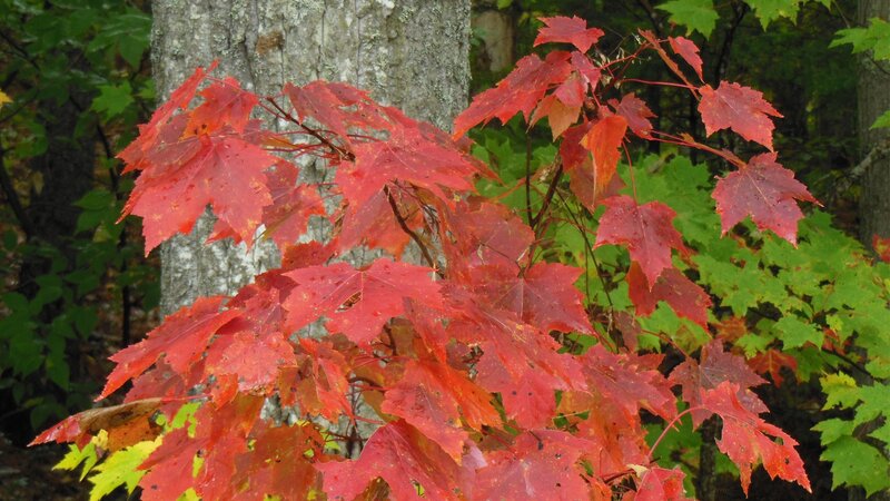 Red Maple Leaves — Natural, Autumn, Photograph, Tree Trunk