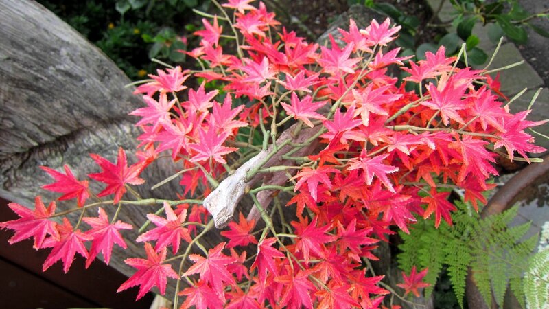 Red Maple Leaves — Natural, Autumn, Photograph, Wooden Log