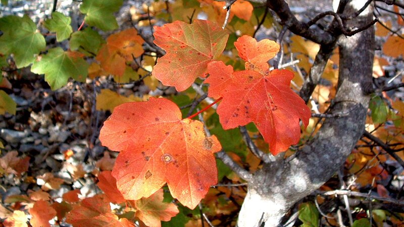 Red Maple Leaves — Natural, Autumn