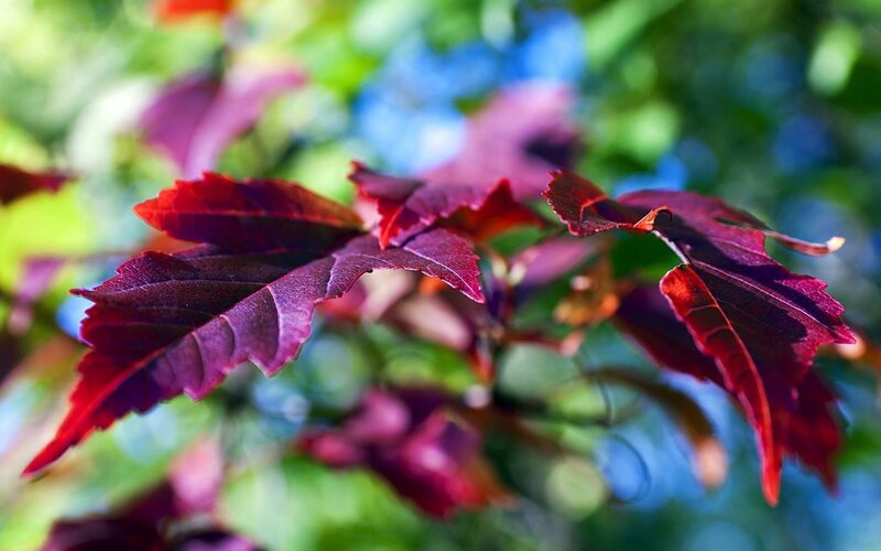 Red Maple Leaves — Natural
