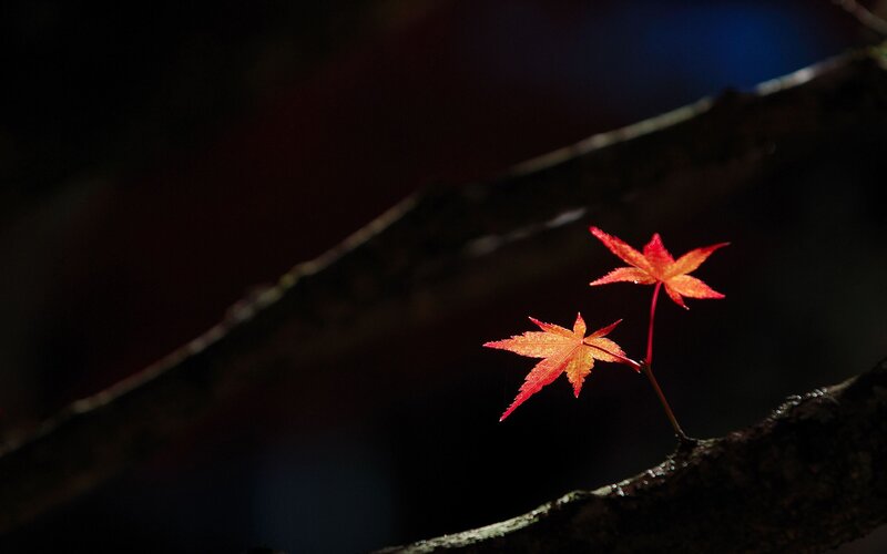 Red maple leaves on a branch