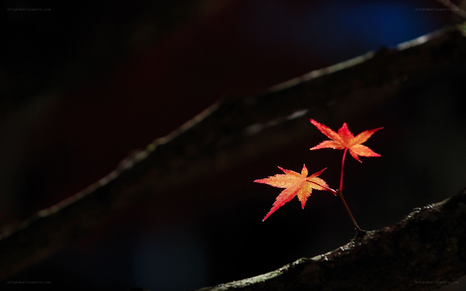 Red maple leaves on a branch