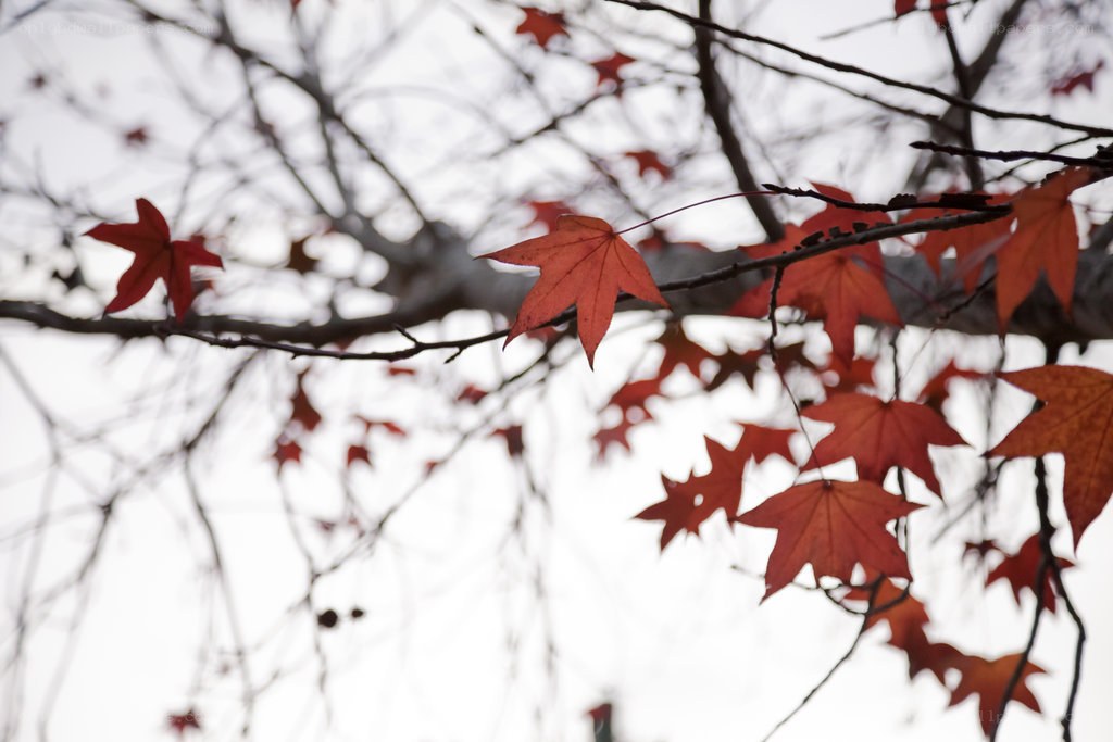 Red maple leaves on a branch