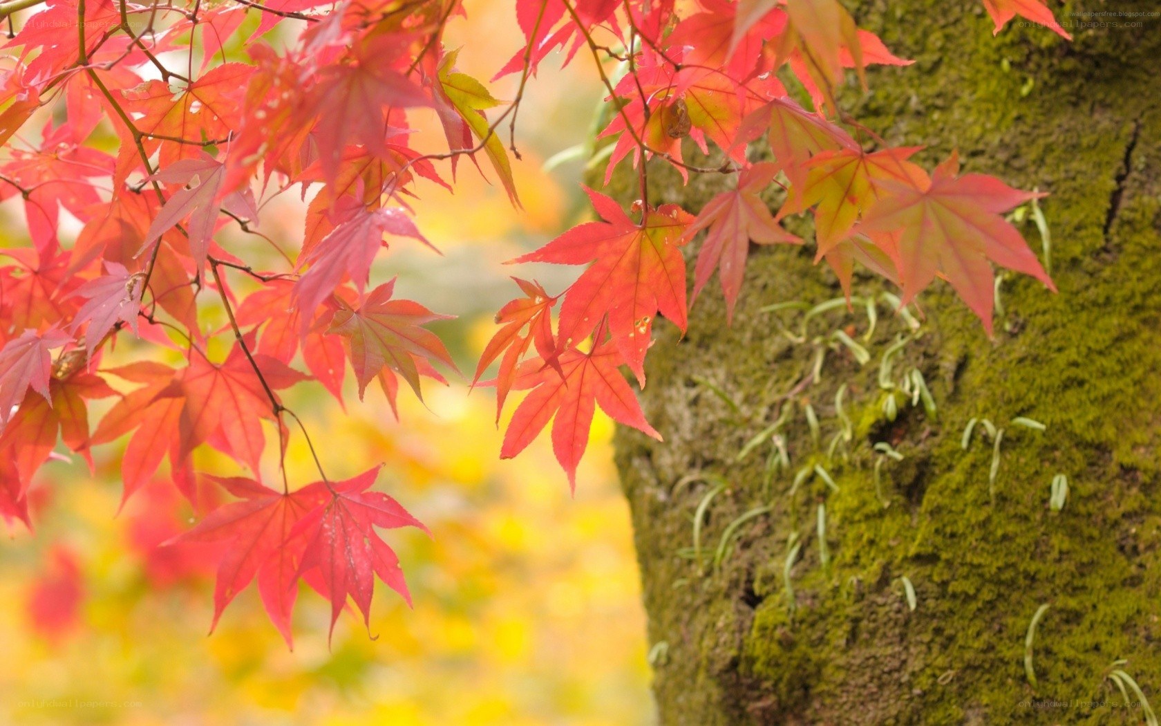 Red maple leaves on a mossy tree