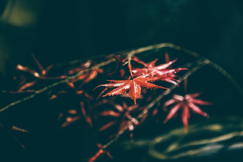 Red Maple Leaves on Branch — Dramatic