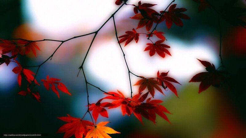 Red Maple Leaves on Branch — Serene, Autumn, Photograph, Background Blur