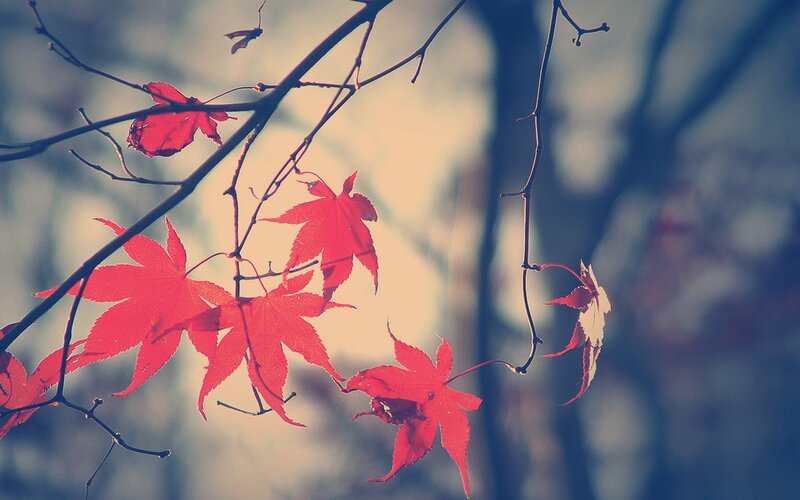 Red Maple Leaves on Branch — Serene, Autumn, Photograph, Sky, Blue
