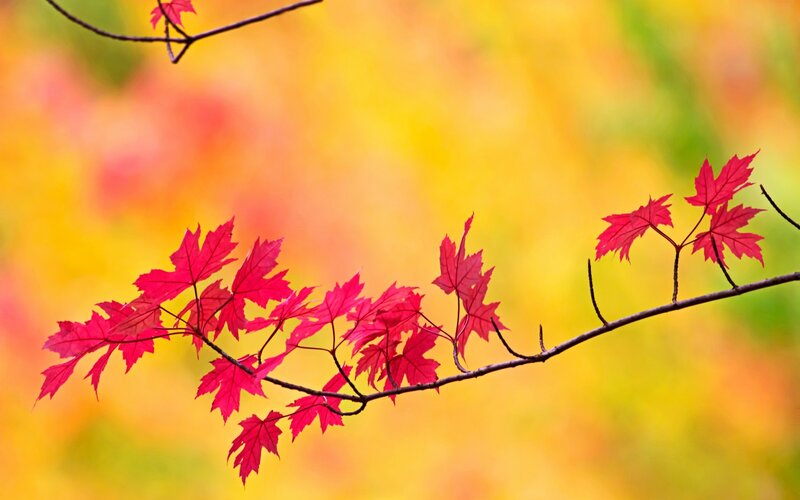Red Maple Leaves on Branch — Serene, Autumn
