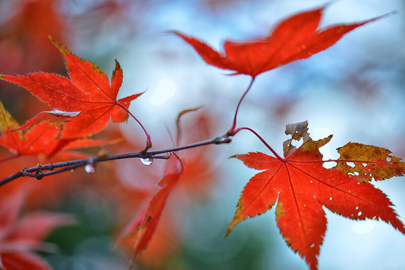 Red Maple Leaves on Branch — Serene