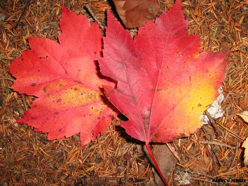 Red maple leaves on forest floor