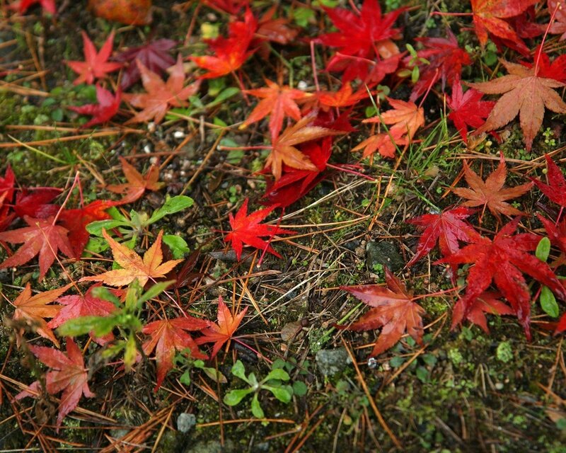 Red maple leaves on forest floor