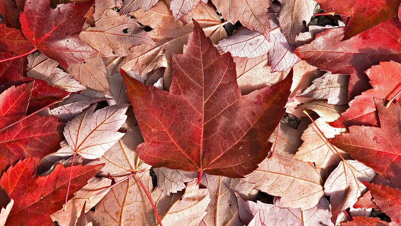 Red maple leaves on ground