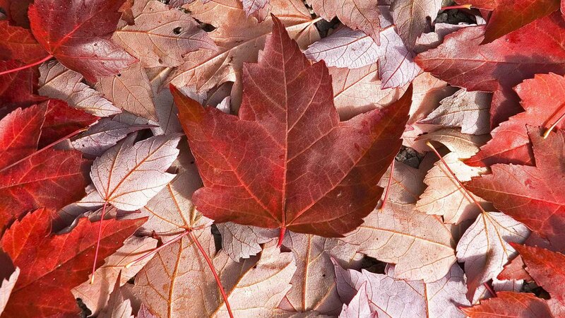 red maple leaves on ground