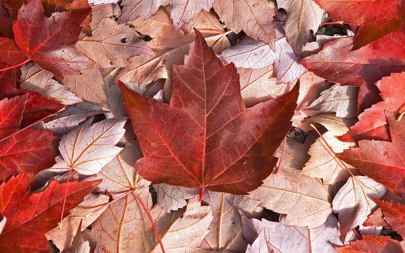 Red maple leaves on ground