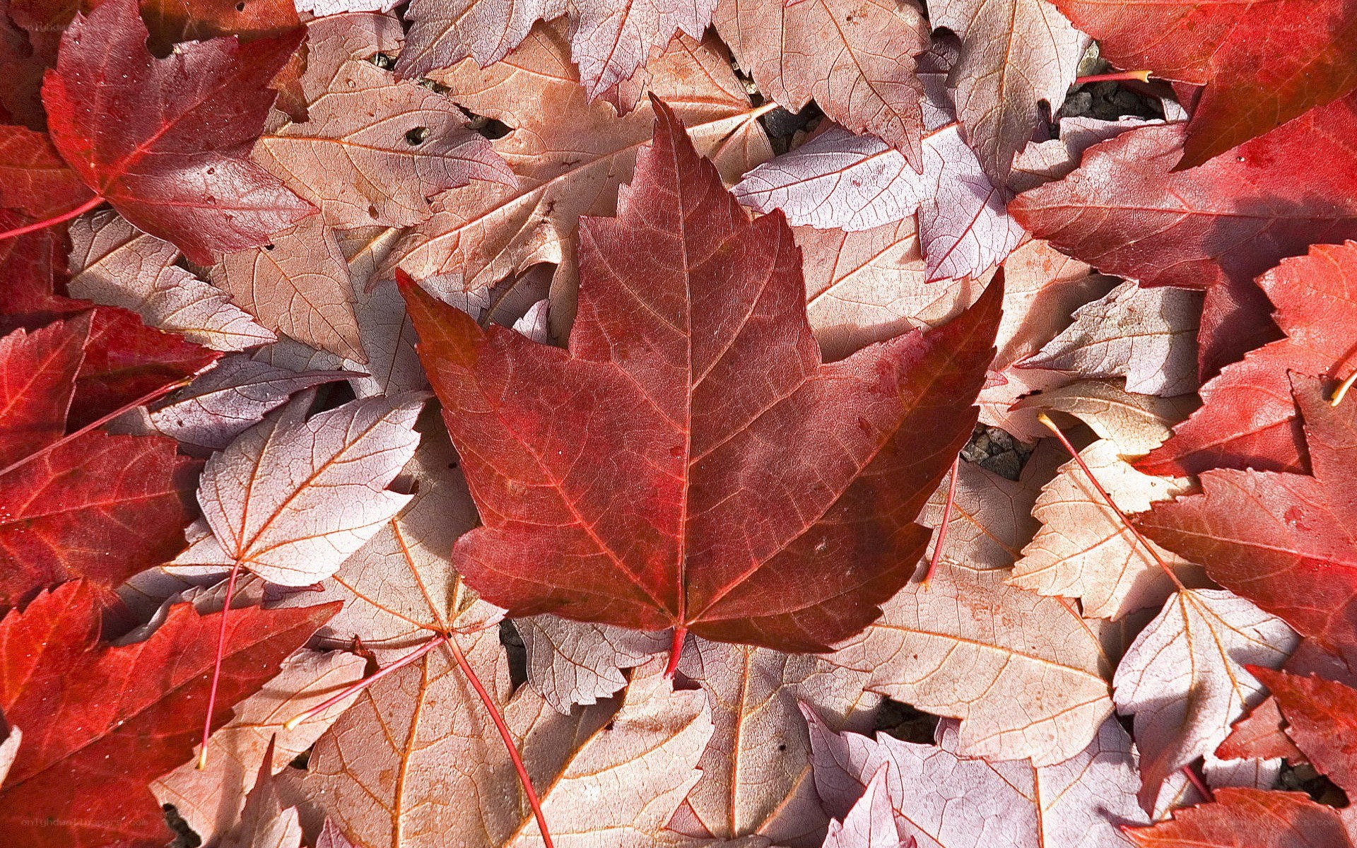 Red maple leaves on ground