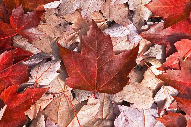 Red Maple Leaves on Ground — Calm, Autumn