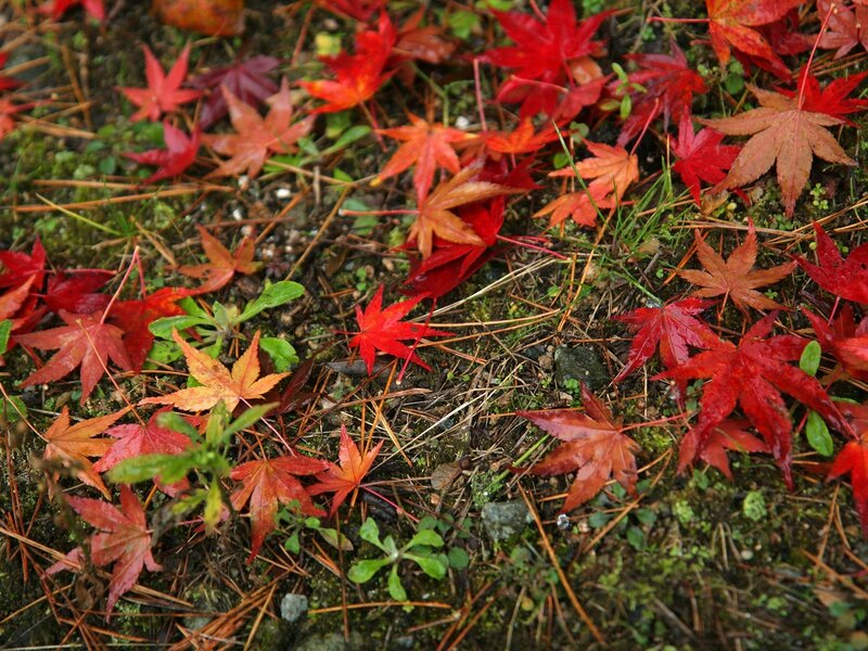 Red Maple Leaves on Ground — Calm