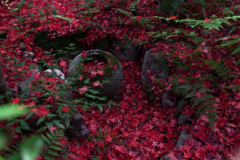 Red Maple Leaves on Ground — Serene, Autumn, Photograph, Stone Basin