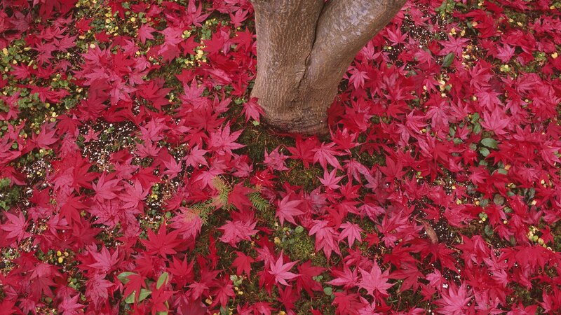 Red Maple Leaves on Ground — Serene, Autumn, Photograph