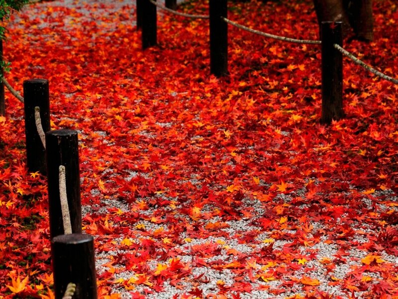 Red Maple Leaves on Ground — Serene, Autumn