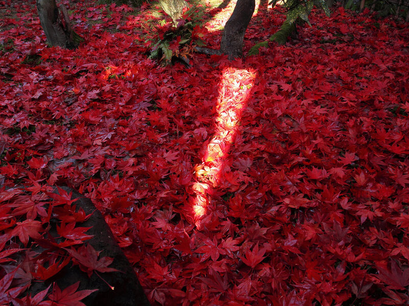 Red Maple Leaves on Ground — Serene