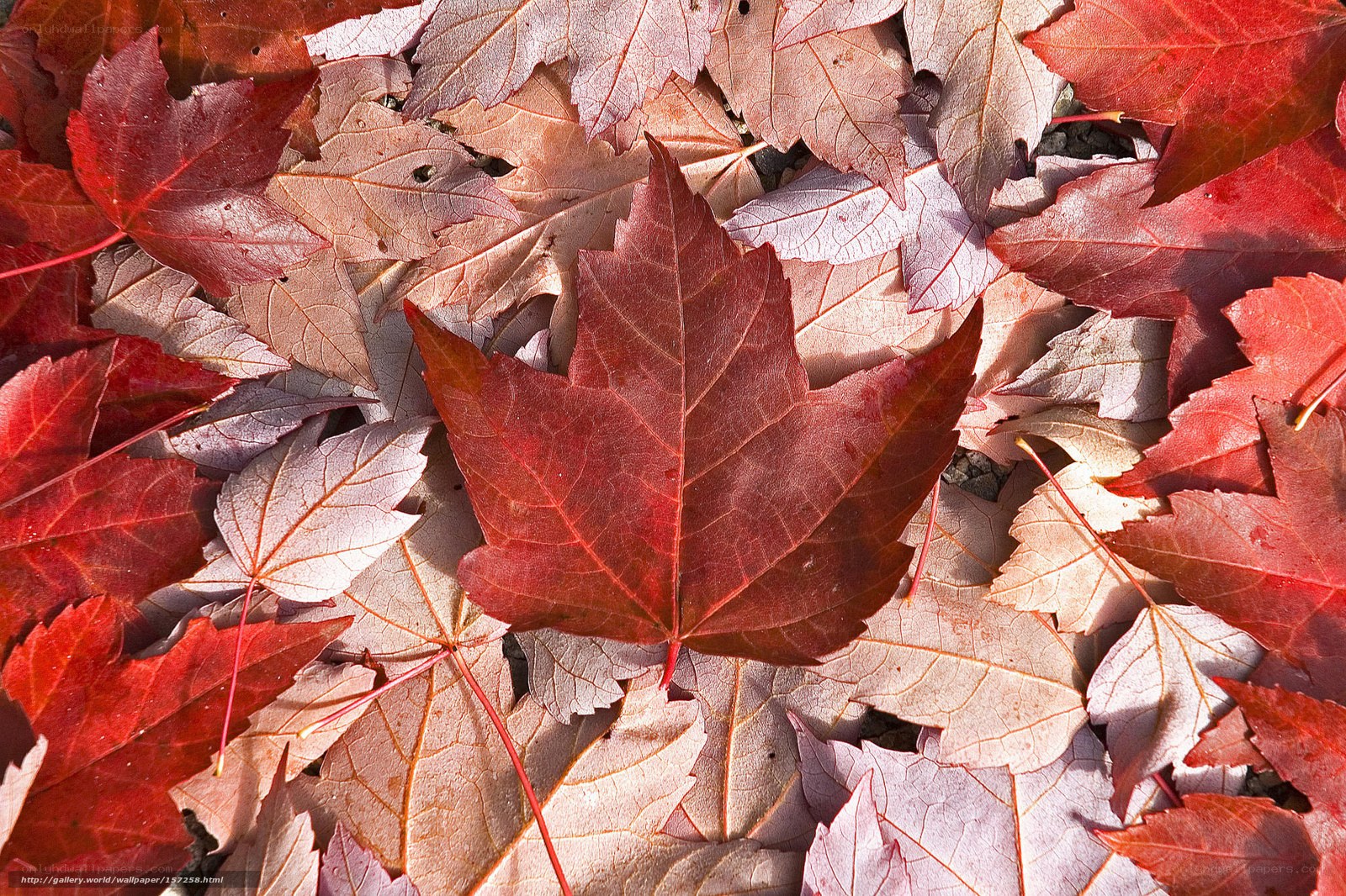Red maple leaves on ground