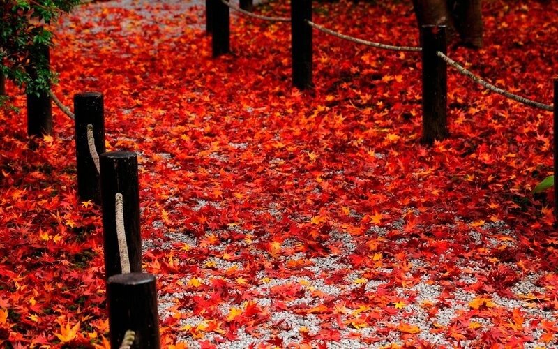 Red Maple Leaves on Path