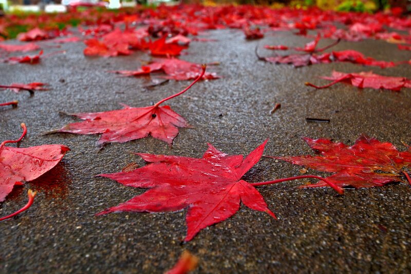 Red Maple Leaves on Pavement