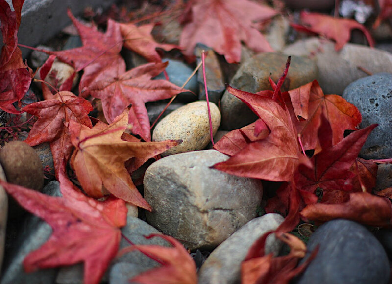 Red Maple Leaves on Rocks — Calm