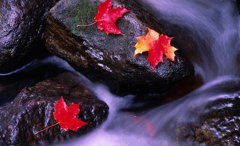 Red Maple Leaves on Rocks