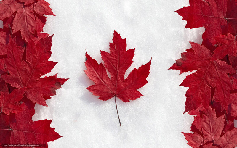 red maple leaves on snow