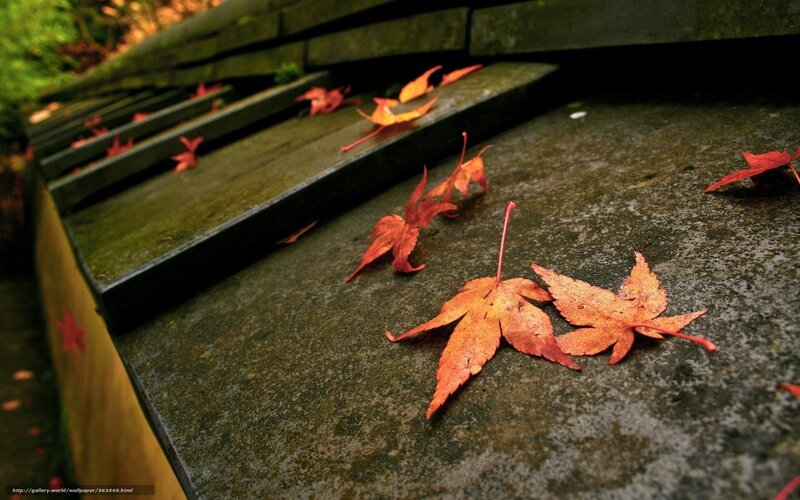 Red Maple Leaves on Steps
