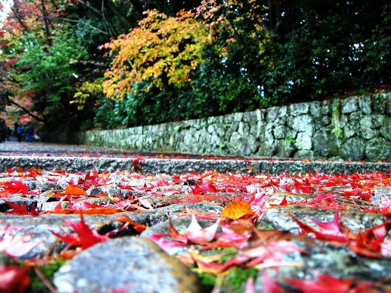 Red Maple Leaves on Stone Path