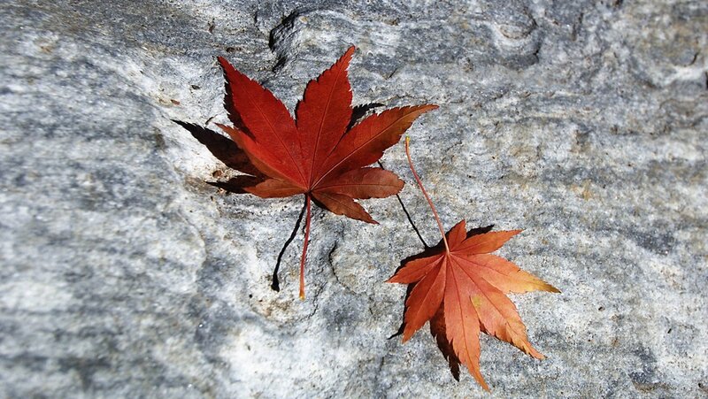 Red maple leaves on stone