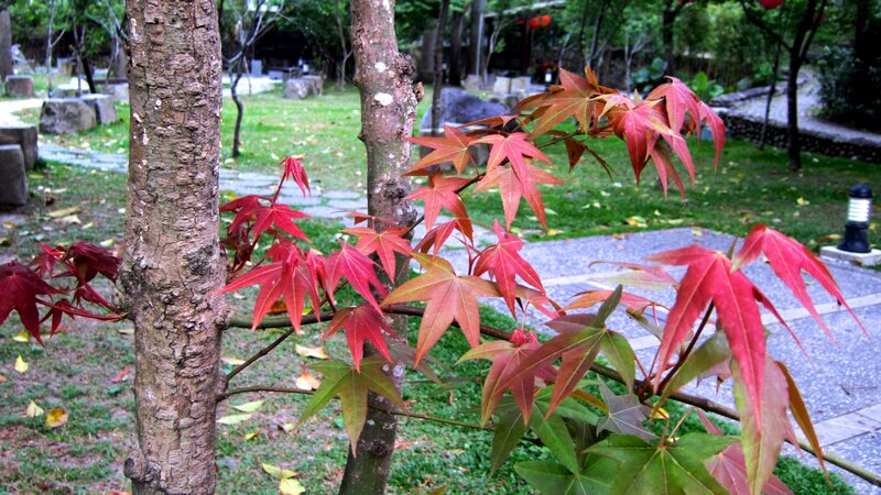 Red Maple Leaves on Tree — Serene
