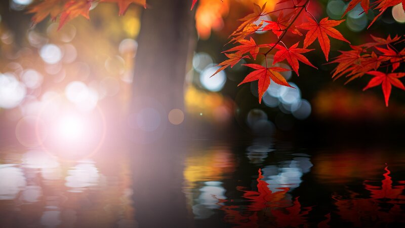 Red Maple Leaves on Water