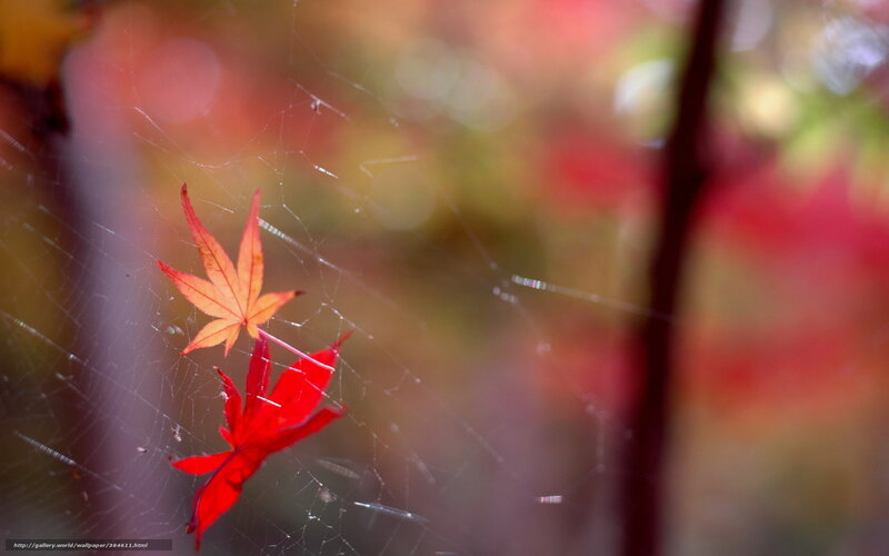 Red Maple Leaves on Web