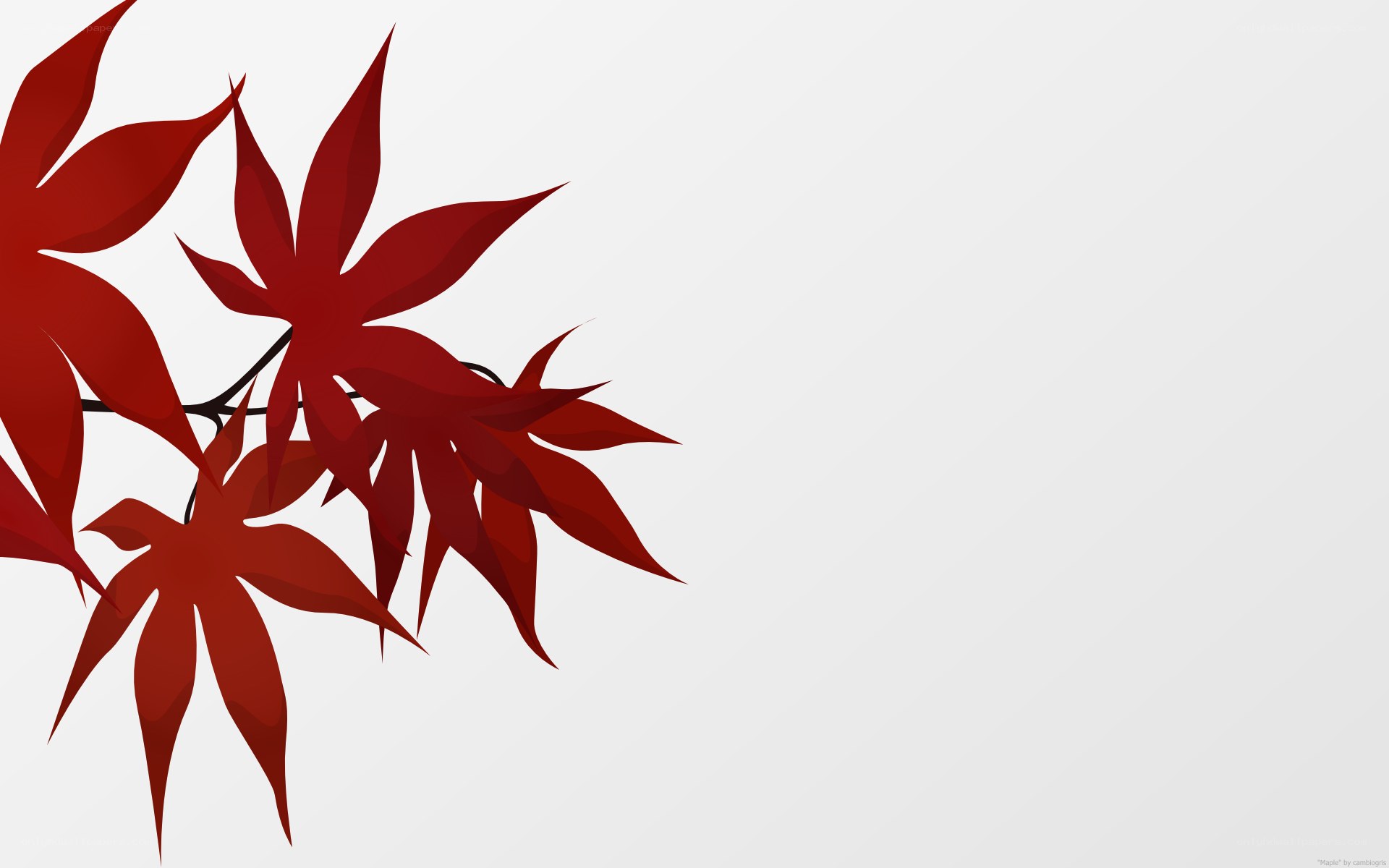 red maple leaves on white