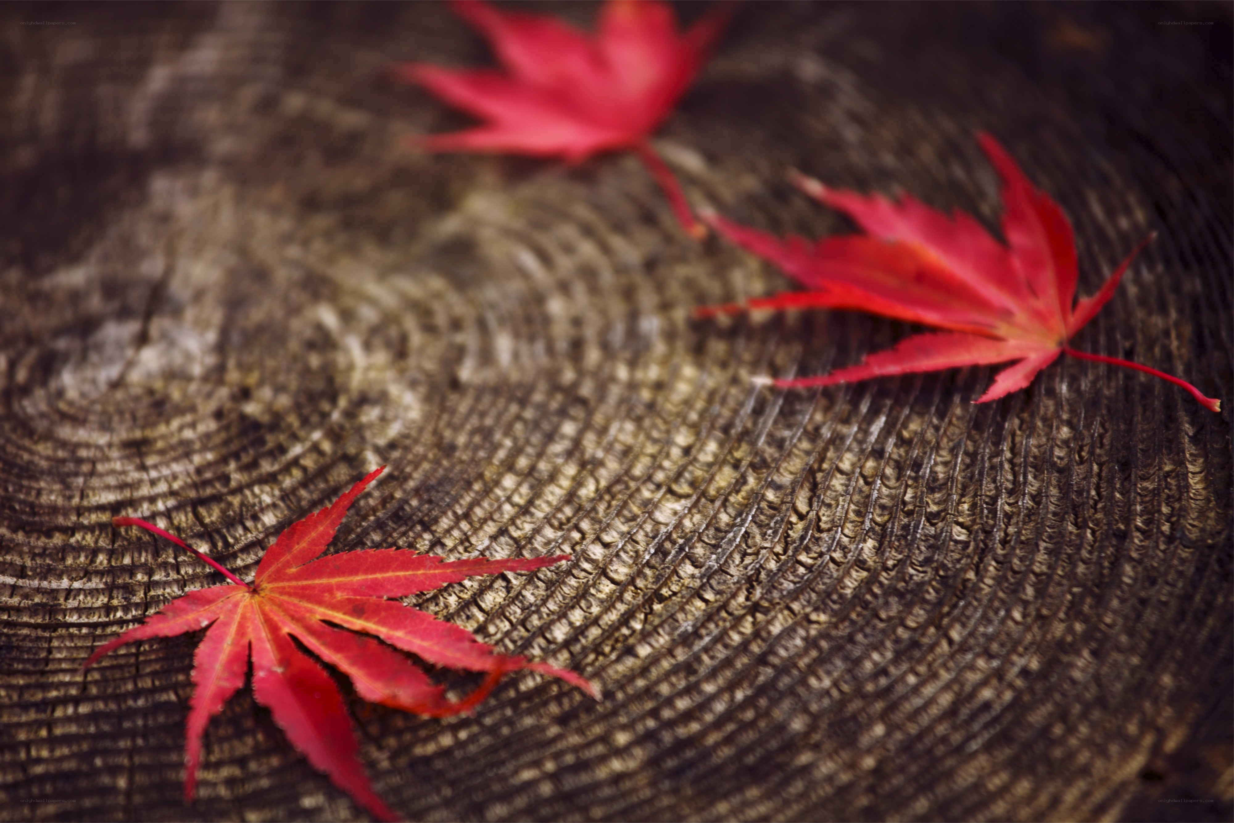 Red maple leaves on wood