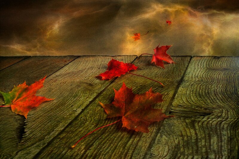 Red Maple Leaves on Wood — Dramatic