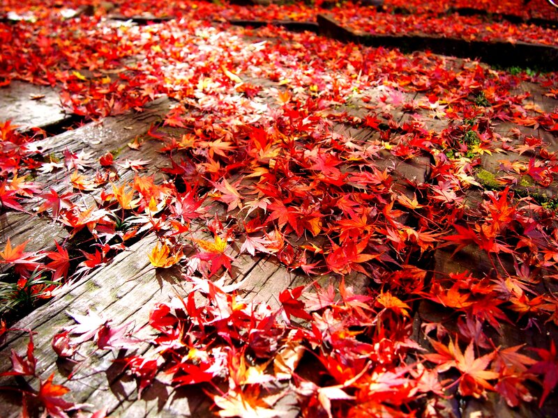 Red Maple Leaves on Wood — Serene
