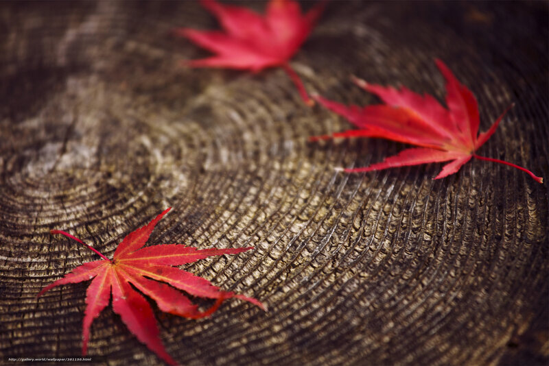 Red maple leaves on wood