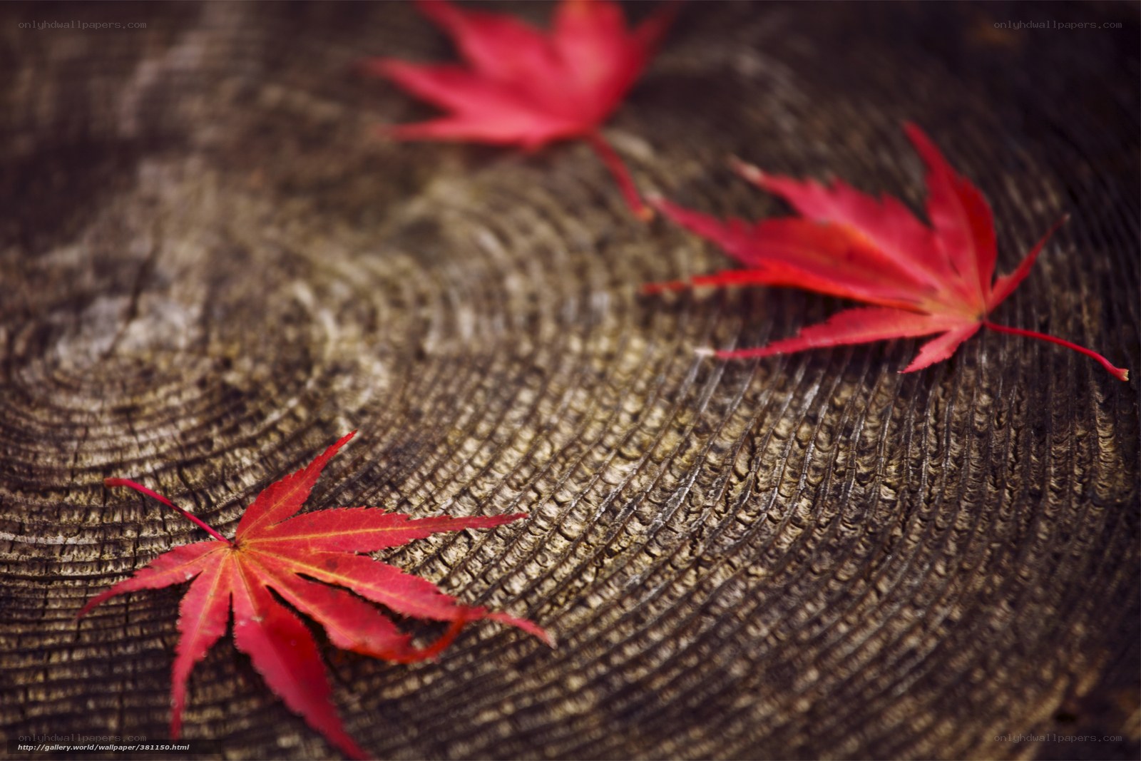 Red maple leaves on wood